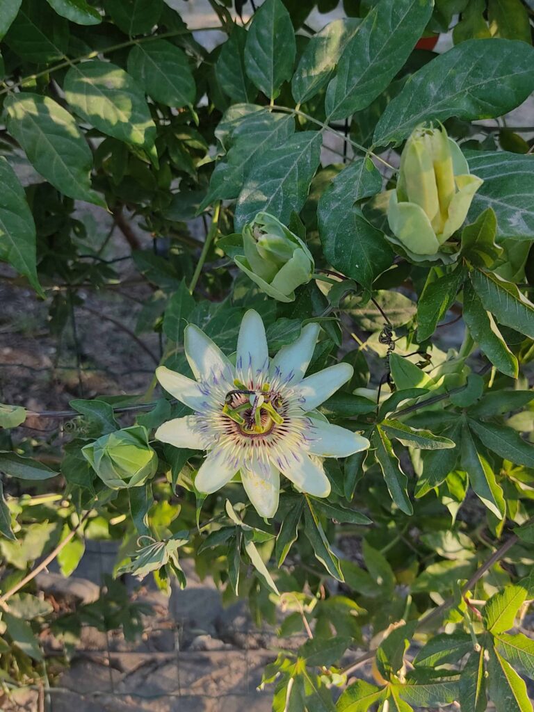 Passiflora spp..
