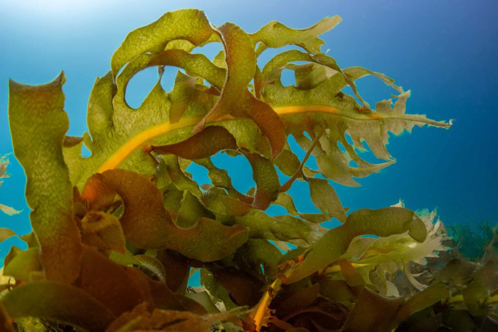 Undaria pinnatifida sp.